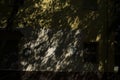 Light and shadow on wall. Shadow drawing on building. Silhouette of plant Royalty Free Stock Photo