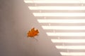 Light and shadows on a light cement floor from window blinds and yellow autumn leaf.