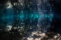 Light and Shadows in Raja Ampat Mangrove