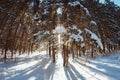 Light and shadows in the winter spruce forest in winter