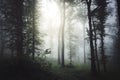 Light shining through trees in mysterious forest with fog