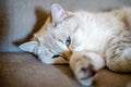a light sleeping cat lies on a gray sofa with a blurred background, only the animal\'s face is in focus