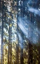 Light through the smoke in the forest. Royalty Free Stock Photo