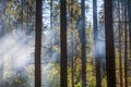 Light through the smoke in the forest. Royalty Free Stock Photo