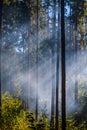 Light through the smoke in the forest. Royalty Free Stock Photo