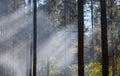 Light through the smoke in the forest. Royalty Free Stock Photo