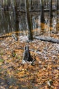 Orange oak leaves floating in flooded midwest forest. Royalty Free Stock Photo