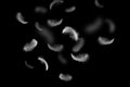 Light and soft fluffy a white feathers falling down in the dark. black background. abstract, feather freedom. Royalty Free Stock Photo