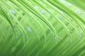 Light soft green palm leaf background Royalty Free Stock Photo