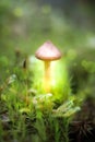 Dreamy and mystical mushroom macro - light source behind mushrooms