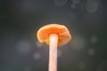 Dreamy and mystical mushroom macro - light source behind mushrooms