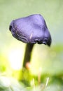 Dreamy and mystical mushroom macro - light source behind mushrooms