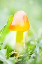 Dreamy and mystical mushroom macro - light source behind mushrooms