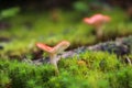 Dreamy and mystical mushroom macro - light source behind mushrooms