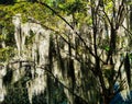 LIght Through Spanish Moss