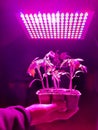Light that speed up growing of potato plant Royalty Free Stock Photo
