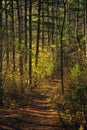 Light streaming into Fall Forest Royalty Free Stock Photo