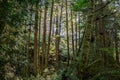 Light streaming through trees in a rainforest