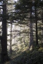 Forest light in Ecola State park.