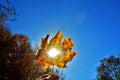 Light of the sun covering a yellow autumn leaf Royalty Free Stock Photo