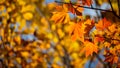 The light from the sun in the morning shines down to a Maple leaf or Acer pseudoplatanus in the autumn with blur bokeh background, Royalty Free Stock Photo