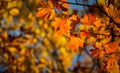 The light from the sun in the morning shines down to a Maple leaf or Acer pseudoplatanus in the autumn with blur bokeh background, Royalty Free Stock Photo