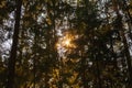 The light of the sun at sunset through the crown of fir trees in the forest Royalty Free Stock Photo
