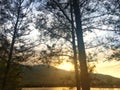 Light of sunset behind mountain through branch of pine tree in the evening. Royalty Free Stock Photo