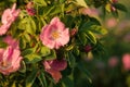 In the light of the sunset wild forest flowering rose hips Royalty Free Stock Photo