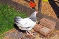 Light Sussex Bantam chicken. Royalty Free Stock Photo