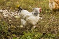 A light Sussex hen .