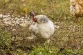 A light Sussex hen .