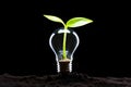 Light of sustainability: plant sprouting inside eco focused bulb