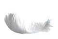 Light swan feather Royalty Free Stock Photo