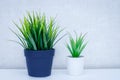 On a light table are two pots of flowers, one light and the other dark Royalty Free Stock Photo