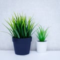 On a light table are two pots of flowers, one light and the other dark Royalty Free Stock Photo