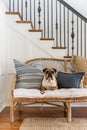 A light tan bulldog sits on an old rattan bench at the bottom of a white oak and black steel staircase, with no stairs Royalty Free Stock Photo