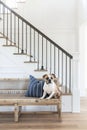 A light tan bulldog sits on an old rattan bench at the bottom of a white oak and black steel staircase, with no stairs Royalty Free Stock Photo