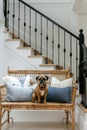 A light tan bulldog sits on an old rattan bench at the bottom of a white oak and black steel staircase, with no stairs Royalty Free Stock Photo