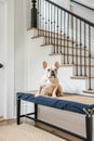 A light tan bulldog sits on an old rattan bench at the bottom of a white oak and black steel staircase, with no stairs Royalty Free Stock Photo