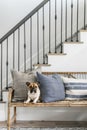 A light tan bulldog sits on an old rattan bench at the bottom of a white oak and black steel staircase, with no stairs Royalty Free Stock Photo