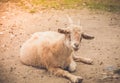 Light tan goat kid with small horns relaxing in shade Royalty Free Stock Photo