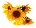 Light tender air petals flew around the yellow sunflower fresh i