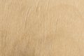 Light texture of birch plywood, close-up abstract background Royalty Free Stock Photo