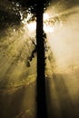 Light tree - sun rays Royalty Free Stock Photo
