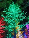 light trees at night
