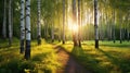 light trees and sun and path Royalty Free Stock Photo