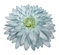 Light turquoise flower dahlia on white isolated background with clipping path no shadows. Closeup. Royalty Free Stock Photo
