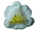 Light turquoise tulip flower on isolated white background with clipping path without shadows. Close-up. For design. Royalty Free Stock Photo