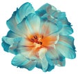 Light turquoise  tulip.  Flower on  white isolated background with clipping path.  For design.  Closeup. Royalty Free Stock Photo
